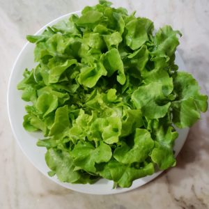 Panisse Lettuce